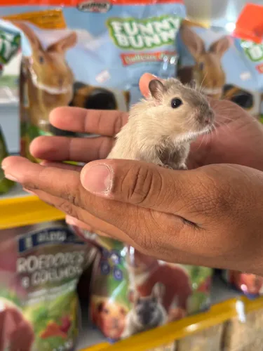 Gerbil ( Esquilo da Mangolia )