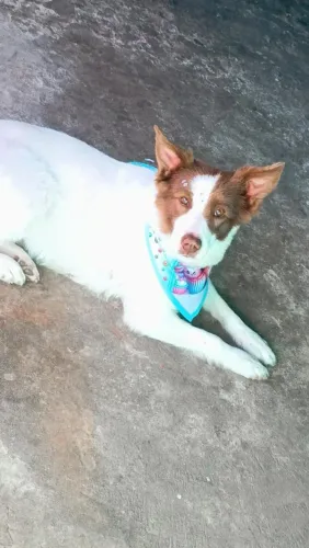 Doa-se border collie