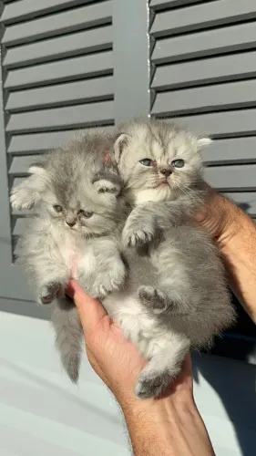 Gato Persa lindos filhotinhos com excelente padrão