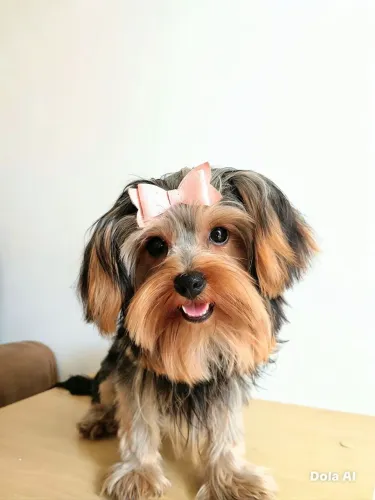 Cachorro yorkshire terrier