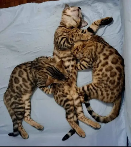 Gatos Bengal