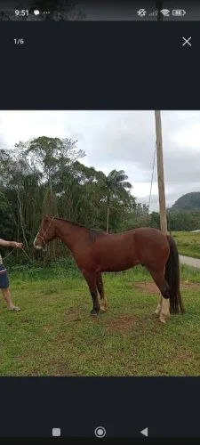 Cavalo crioulo
