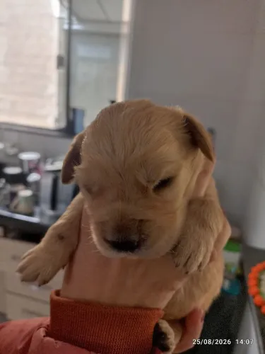 Golden Retriever 