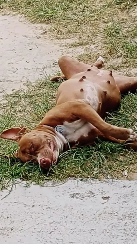 Doa-se pitibull dócil
