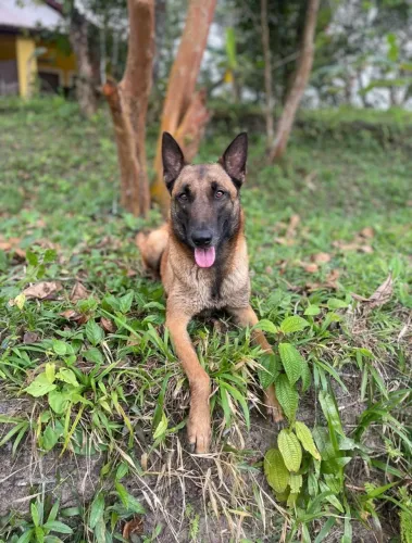 Filhotes de Pastor Belga Malinois