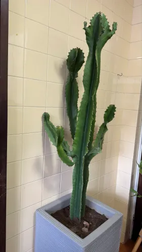 Vaso grande (75cm) com cactos mandacaru ( 1m e 20)