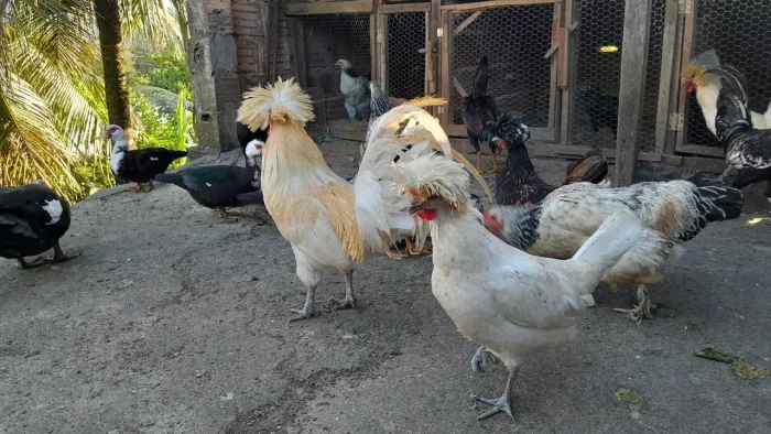 GALOS DE RAÇA POLONESA 
