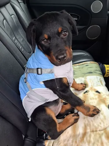 Rottweiler Um filhote que encanta pela aparência e pelo jeitinho