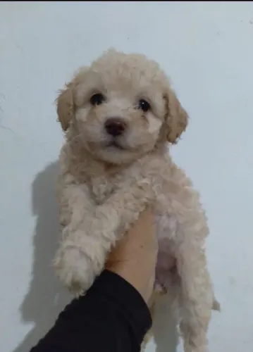 Poodle toy fêmeas e machinhos a pronta entrega 