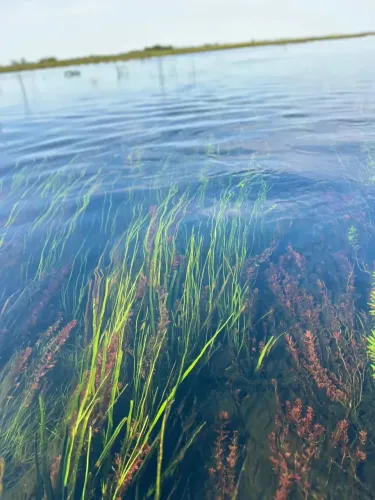 COD520- FAZENDA Á VENDA DE 2.000 HECTARES NA REGIÃO DO PANTANAL DE PAIAGUÁS