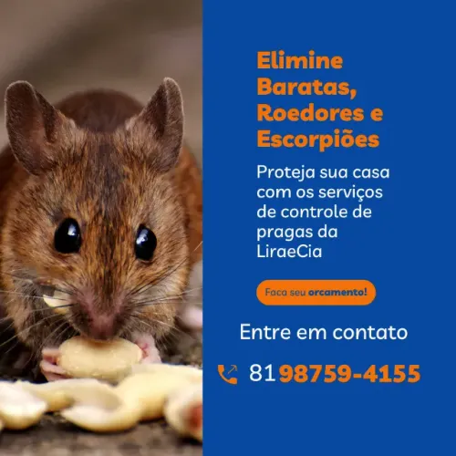 Muitos ratos aparecendo no seu restaurante? Acabe com eles hoje mesmo