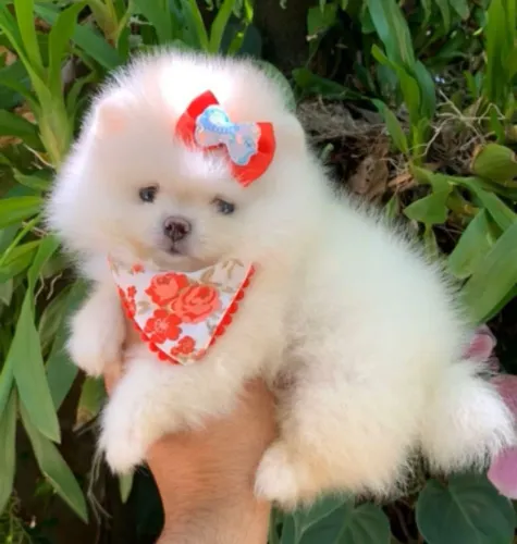 Spitz alemão - Um pet especial para uma família especial