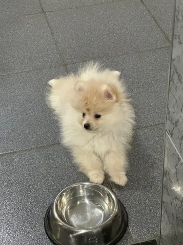 Spitz Alemão (Lulu da Pomerânia)