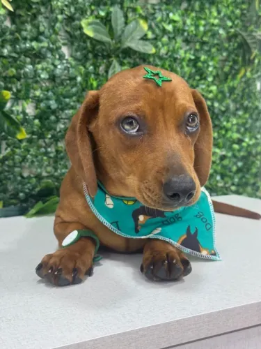 dachshund olhos verdes