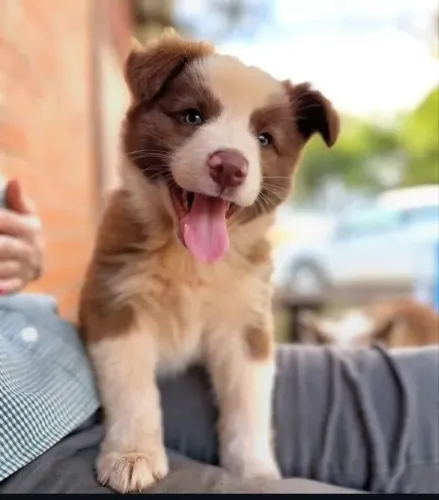 Filhote Border Collie, O melhor presente da vida tem quatro patas!