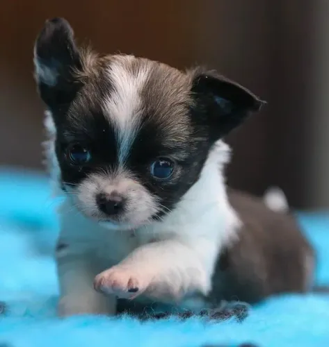 Filhotes de Chihuahua Pequenos, Inteligentes e Divertidos