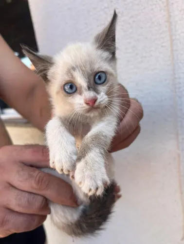 Gato para adoção responsável 