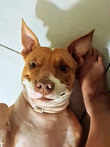 Doação responsável!