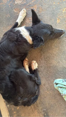 Border collie