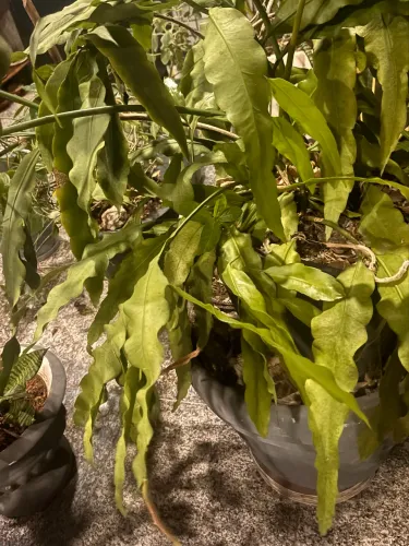 Planta dama da noite!