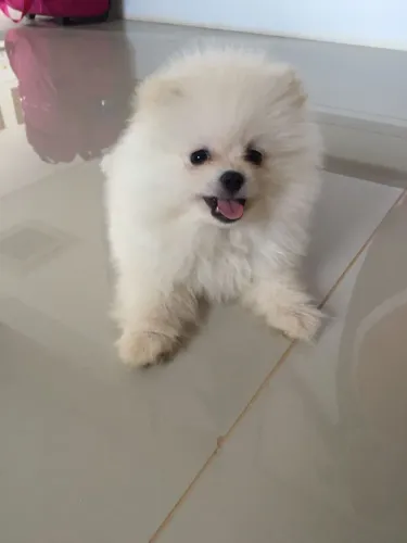 Filhotes de Lulu da pomerania macho perfeito!
