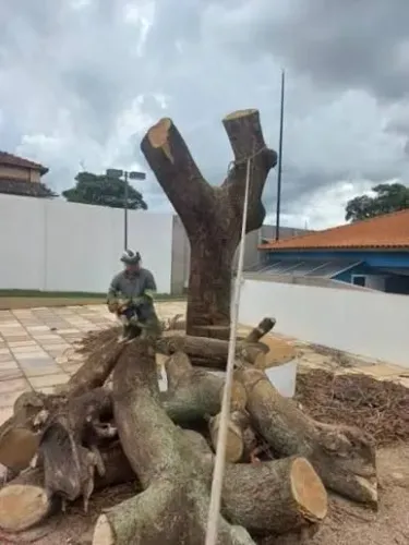 Retirada de árvores| Poda.