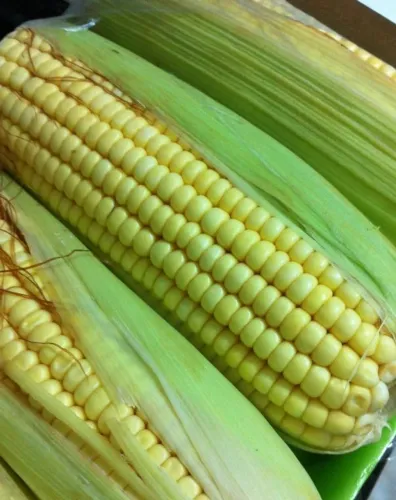 VENDA DE MILHO VERDE