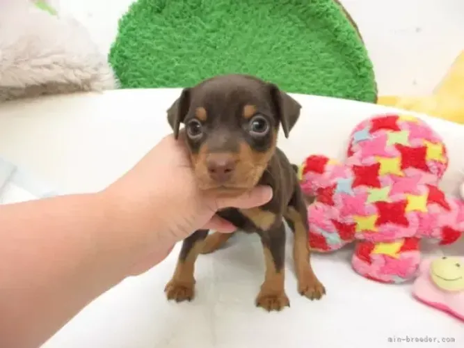 Bebezinho Pinscher/Pincher dócil e saudável de ótima linhagem contrato