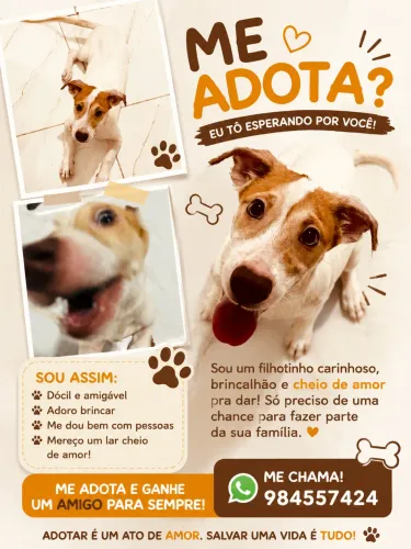 Doa-se um cãozinho