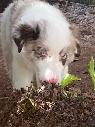 Border collie red merle olhos azuis pedigree cbkc