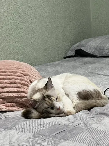 Doa-se gatinhas