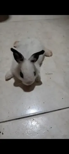 Coelhos filhotes 