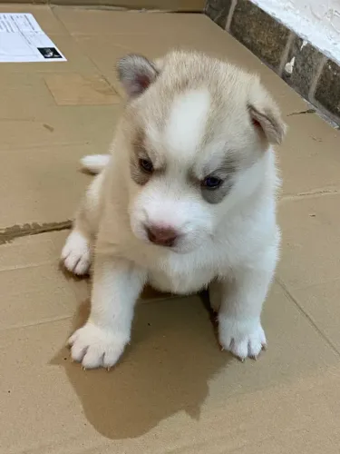 Husky siberiano filhotes