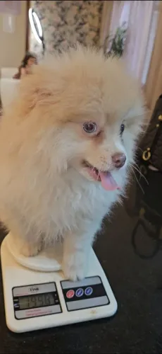 SPITZ ALEMÃO MACHO