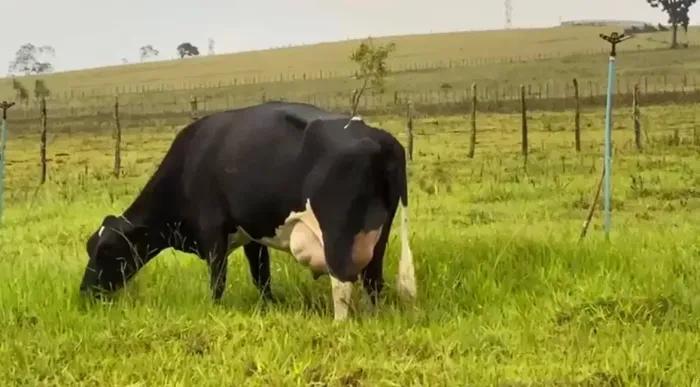 Fazenda pecuária leiteira e agricultura