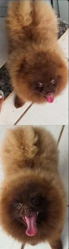 Spitz alemão