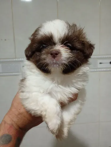 Shitzu baby