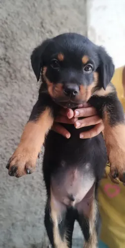 Filhote de rottweiler 