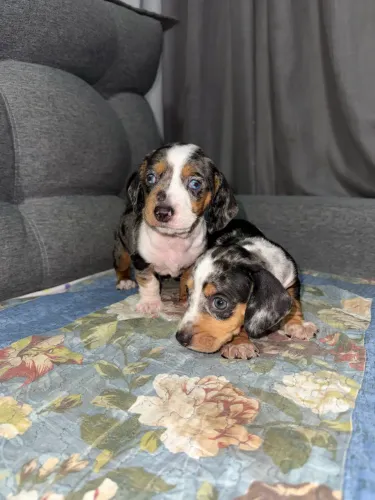 FÊMEAS DACHSHUNDS MINIATURE