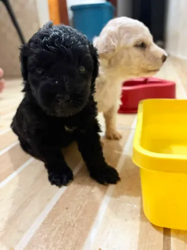 Filhotes de Poodle legítimos 
