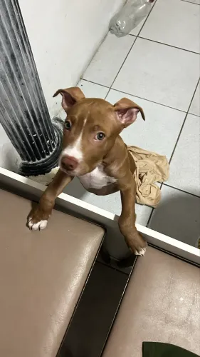 Pitbull