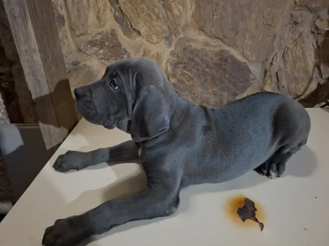 Filhote de Cane Corso