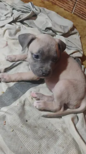 American Bully 