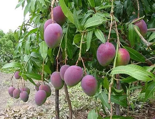 Fazenda 440ha em Sobradinho-BA | 100ha de Manga | Às Margens do Rio São Francisco