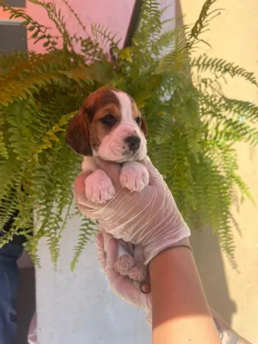Filhote de beagle o parceiro que leva alegria para todo lugar