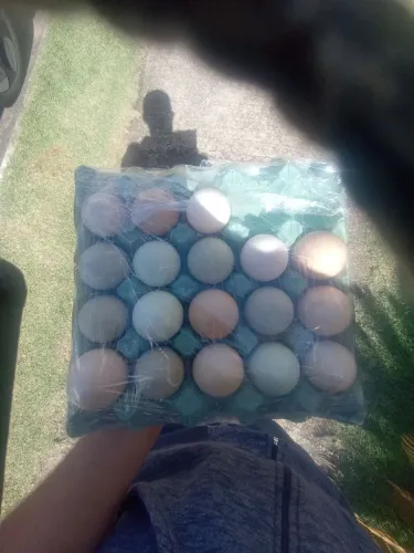 Ovos galinhas caipiras direto roça