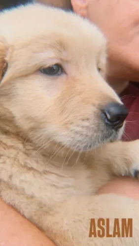 Golden retriever filhotes para fazer seu amor sorrir 