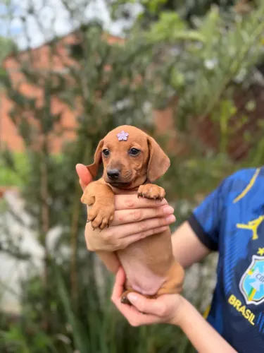 Filhotes Dachshund