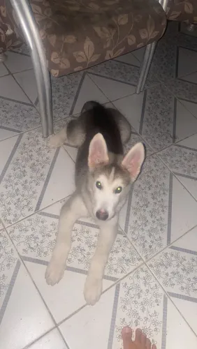 Husky siberiano macho