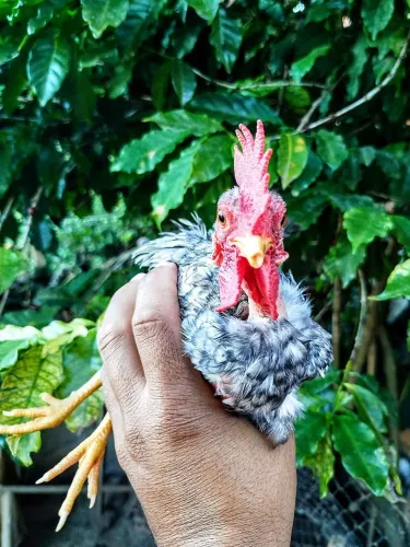 Mini Galinze, galo
